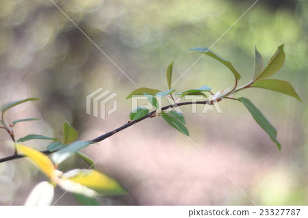 blurred spring background, young branches with leaves and buds blurred spring background, young branches with leaves and buds 23327787