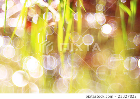 bokeh blurred background green grass leaves bokeh blurred background green grass leaves 23327822
