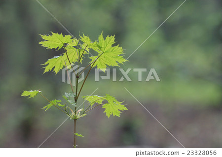 blurred spring background, young branches with leaves and buds blurred spring background, young branches with leaves and buds 23328056