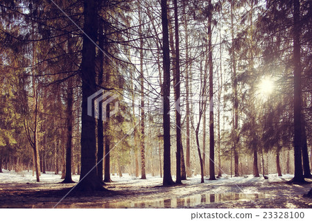 landscape forest eco March 23328100