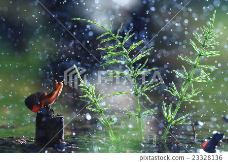 Snail on the marsh spring rain Snail on the marsh spring rain 23328136