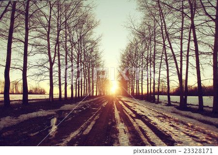 spring sun forest landscape in March spring sun forest landscape in March 23328171