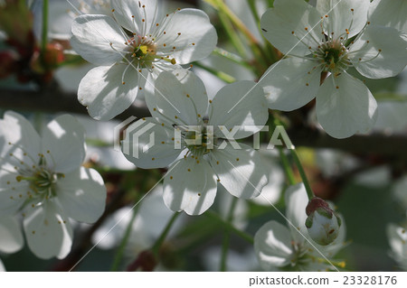branch of apple blossom branch of apple blossom 23328176