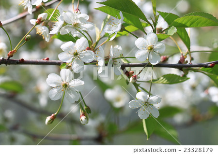 branch of apple blossom branch of apple blossom 23328179