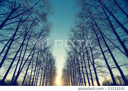 cool blue spring landscape trees nature background eco cool blue spring landscape trees nature background eco 23328182
