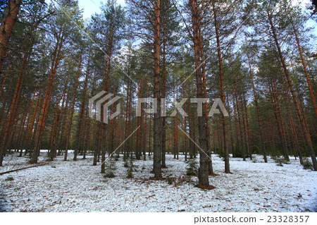 early spring snow melts in the park landscape early spring snow melts in the park landscape 23328357