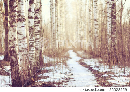 March landscape birch forest background March landscape birch forest background 23328359