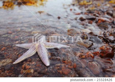 starfish on the shore 23328426