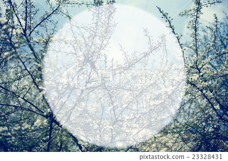 soft background blur circle for text Spring cherry blossom soft background blur circle for text Spring cherry blossom 23328431