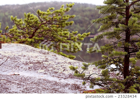 Spring landscape in the forest mist sun 23328434
