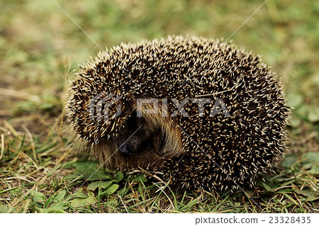 hedgehog wakes up in the spring hedgehog wakes up in the spring 23328435