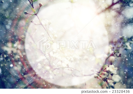 soft background blur circle for text Spring cherry blossom soft background blur circle for text Spring cherry blossom 23328436