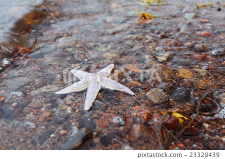 starfish on the shore starfish on the shore 23328439