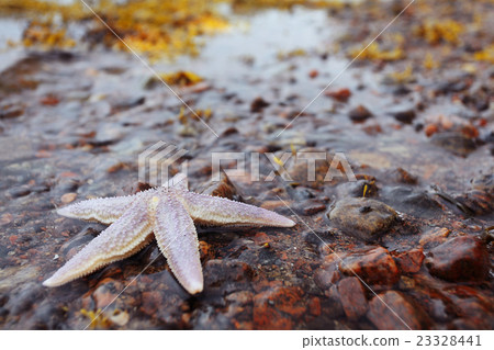 starfish on the shore 23328441