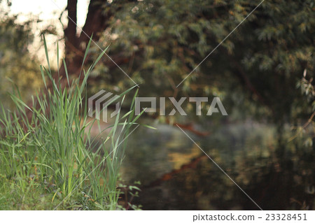 summer landscape in the forest 23328451