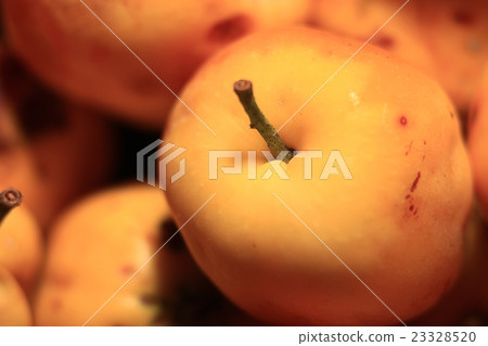 golden ripe apples 23328520
