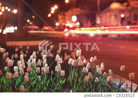 flowerbed with tulips in the night city 23328523