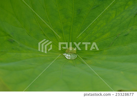 Lotus leaf Lotus leaf 23328677