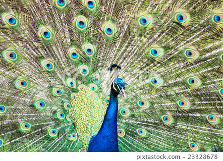 Beautiful Indian peafowl - Pavo cristatus - male 23328678