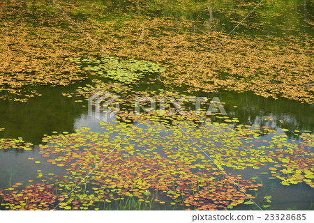 荷花池水面 23328685
