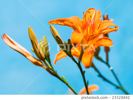 fresh flowers of orange lily close up outdoors 23328842