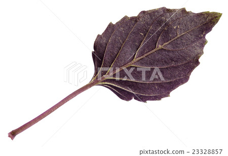 fresh leaf of purple basil herb isolated 23328857