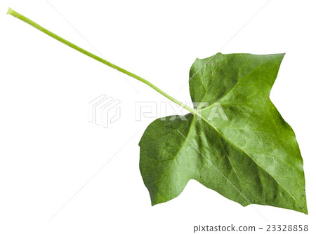 back side of green leaf of hedera (ivy) plant back side of green leaf of hedera (ivy) plant 23328858
