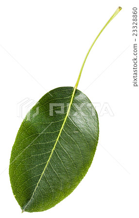 green leaf of pear tree isolated green leaf of pear tree isolated 23328860