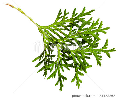 green twig of thuja orientalis plant isolated green twig of thuja orientalis plant isolated 23328862