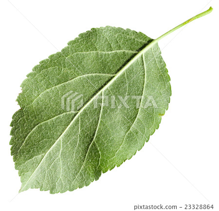 back side of green leaf Apple tree isolated back side of green leaf Apple tree isolated 23328864