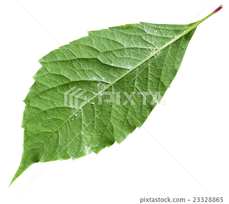 back side of green leaf Parthenocissus plant back side of green leaf Parthenocissus plant 23328865