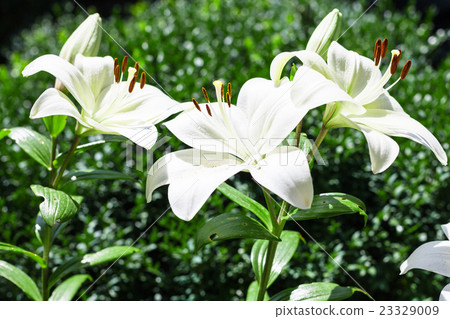 few white flowers of Lilium in green garden 23329009