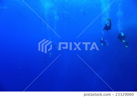 group of divers underwater on a coral reef group of divers underwater on a coral reef 23329060