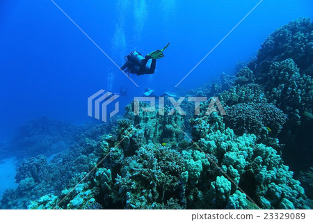 freediving scuba photo freediving scuba photo 23329089
