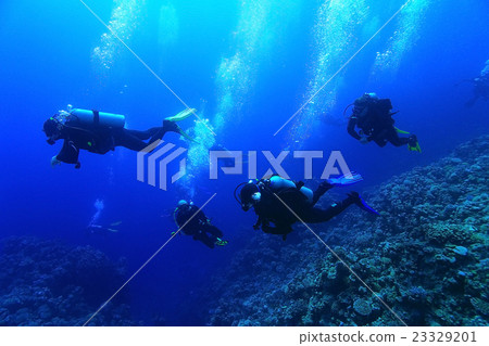 group of divers underwater on a coral reef group of divers underwater on a coral reef 23329201