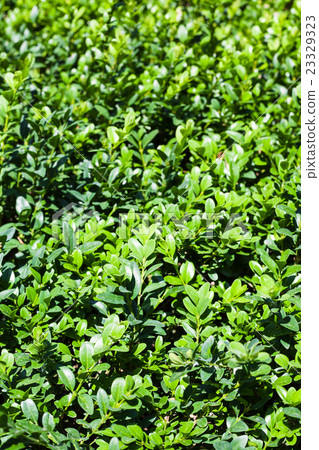 natural background - green leaves of boxwood natural background - green leaves of boxwood 23329323