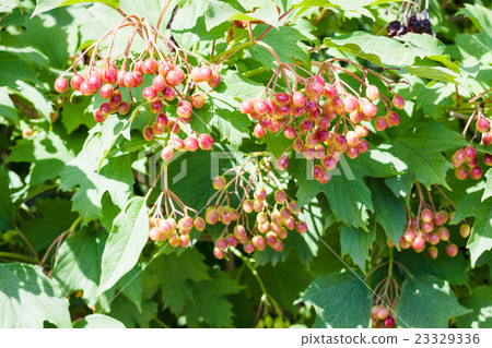 shrub of Viburnum plant with fruits 23329336