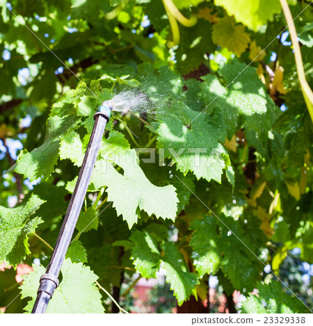 treatment of vineyard by insecticide treatment of vineyard by insecticide 23329338