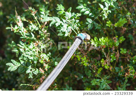 sprayer and plant after pesticide processing sprayer and plant after pesticide processing 23329339