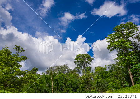 sky and cloud over trees sky and cloud over trees 23329371