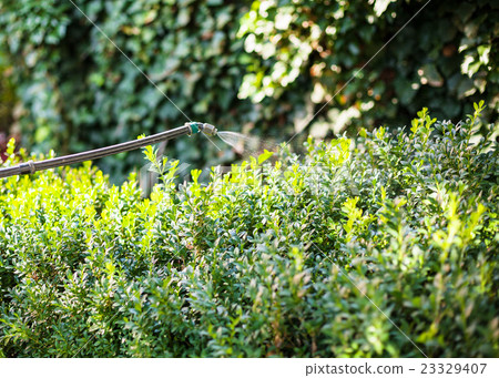 treatment of boxtree bushes by pesticide treatment of boxtree bushes by pesticide 23329407