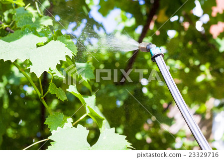 processing of vineyard by pesticide 23329716