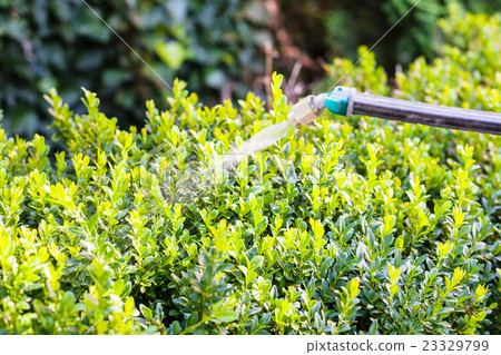 processing of boxwood bushes by pesticide 23329799