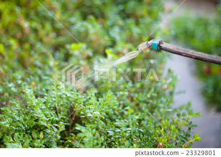 treatment of backyard by pesticide against pests treatment of backyard by pesticide against pests 23329801
