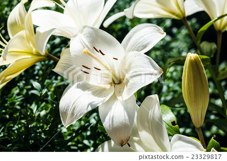 white flower of Lilium close up in green garden 23329817
