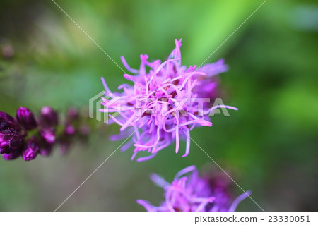 Liatris蘭香 23330051