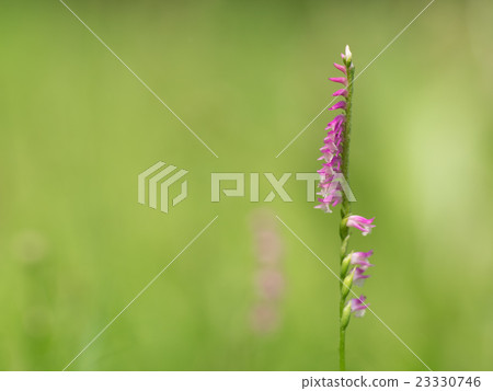 初夏的轉機 23330746