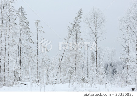 winter cold day fir forest landscape winter cold day fir forest landscape 23330853