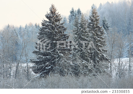 winter cold day fir forest landscape 23330855