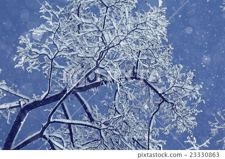 Winter night background snowy branches Winter night background snowy branches 23330863